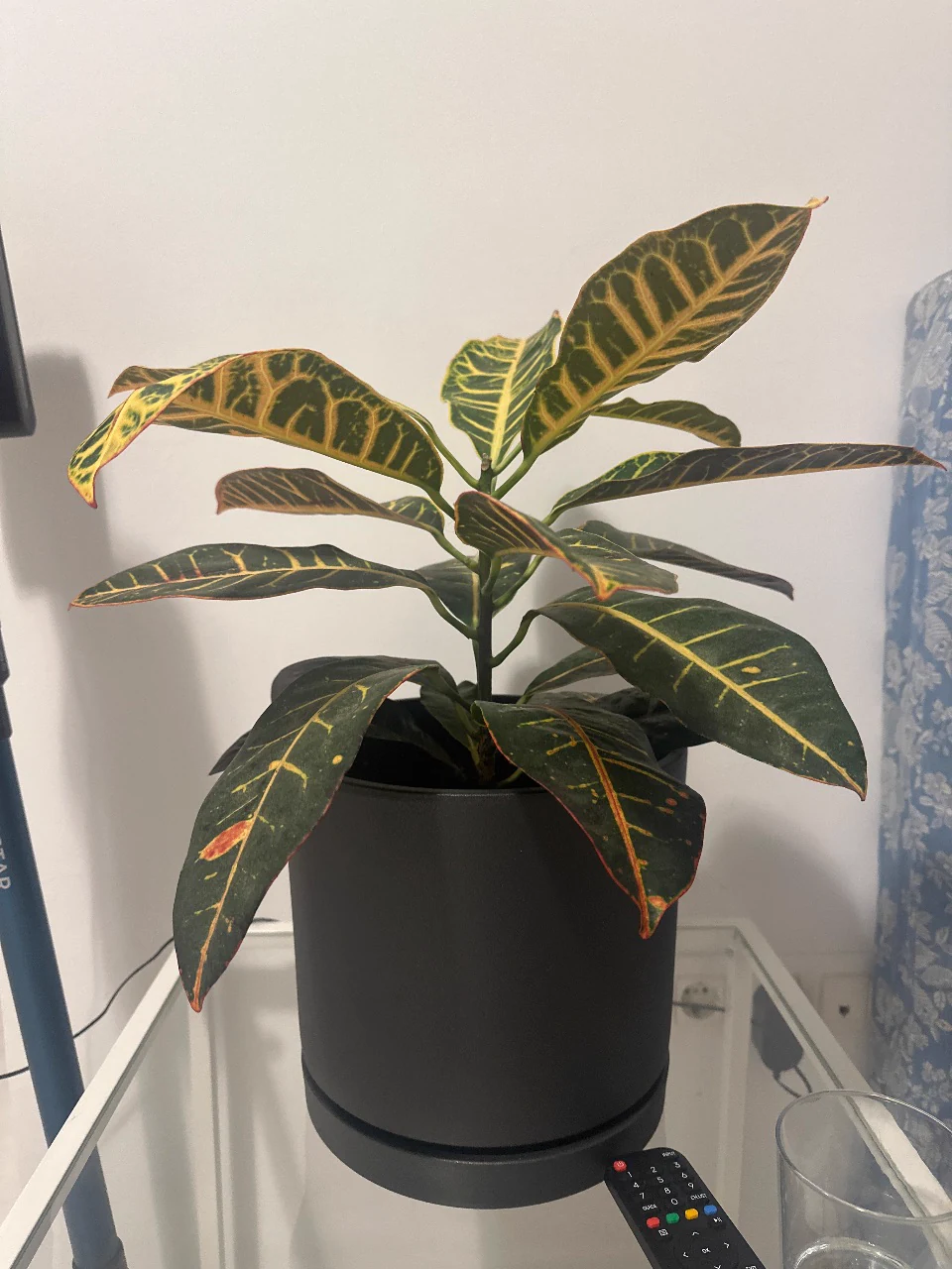 Croton Plant