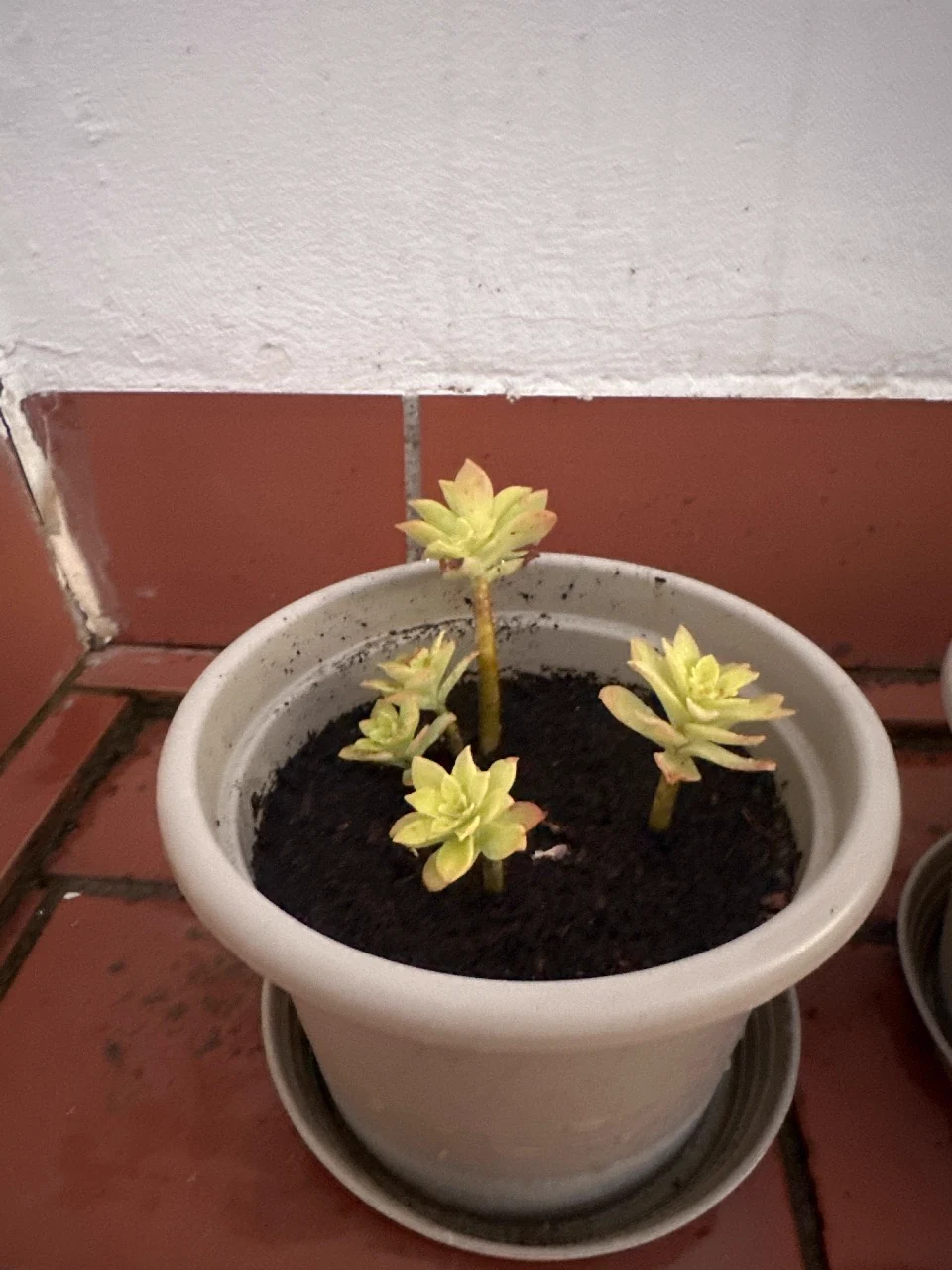Ghost Plant from Pula