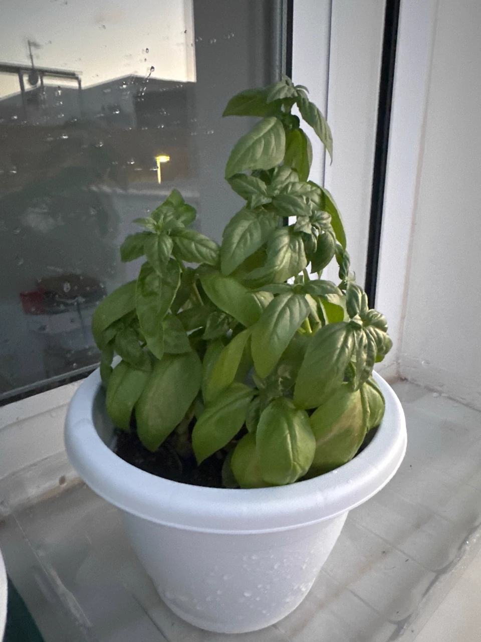 Basil Pots