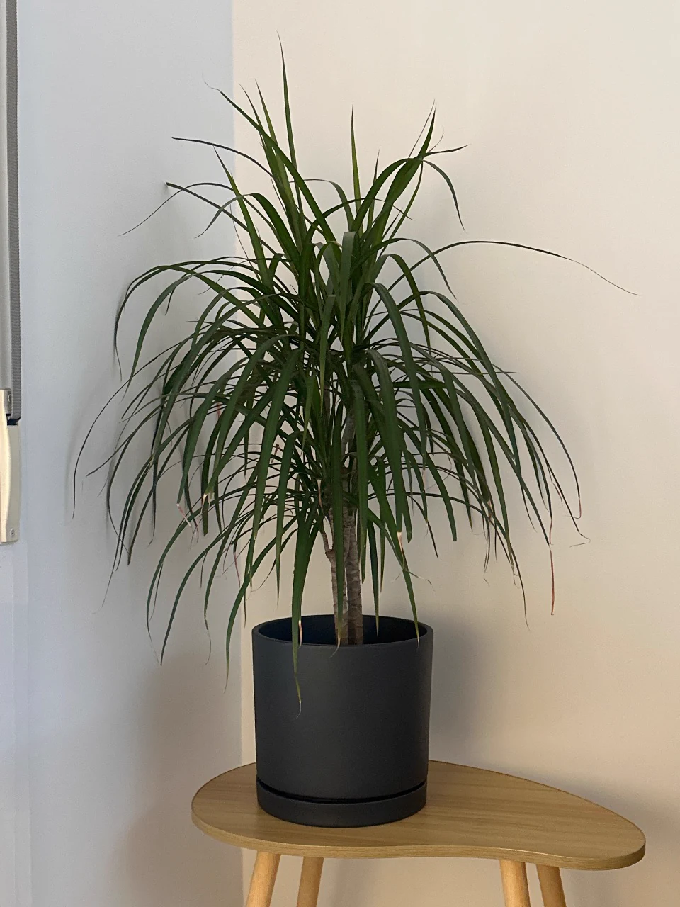 Dracaena marginata