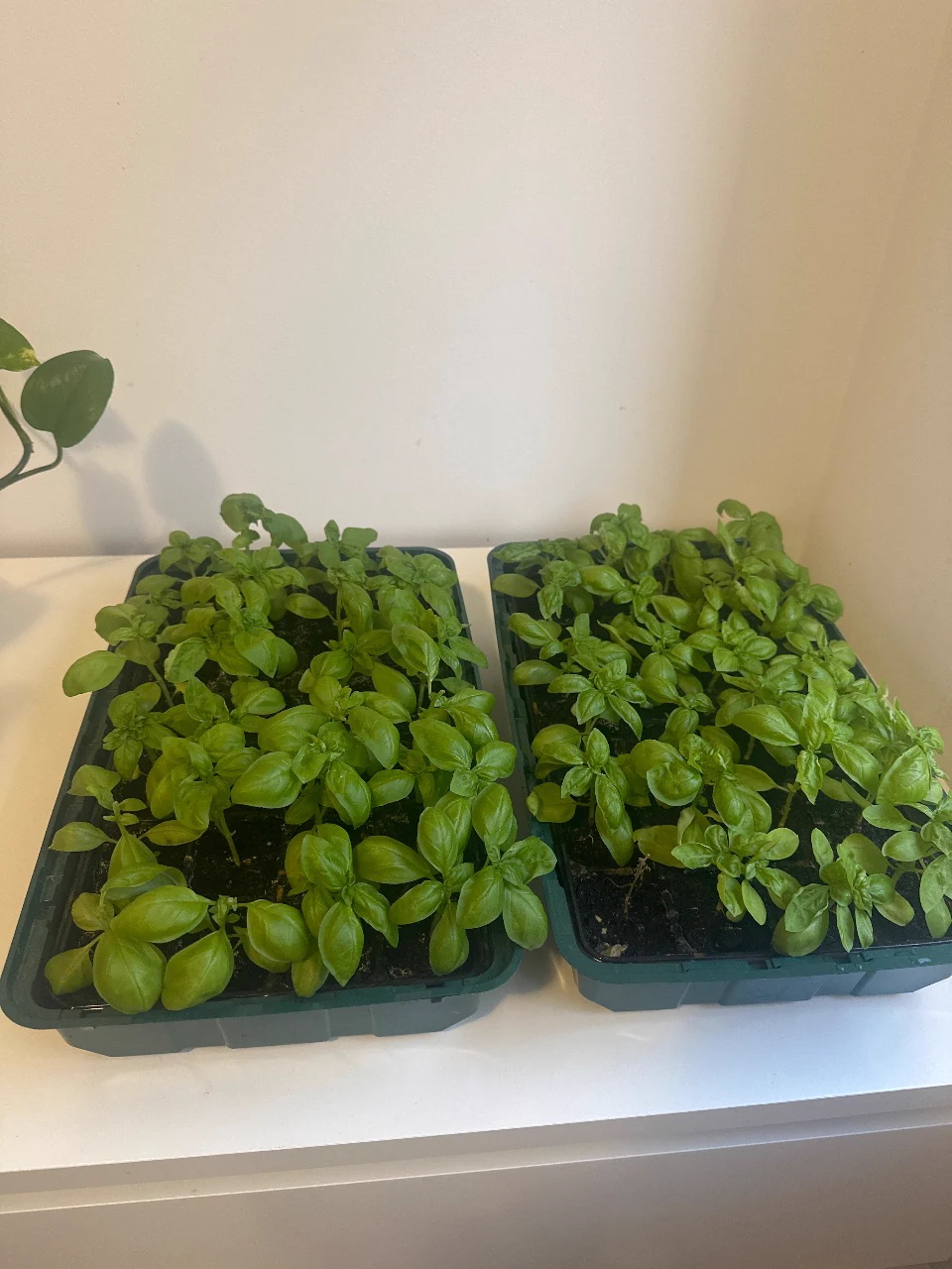 Basil Tray