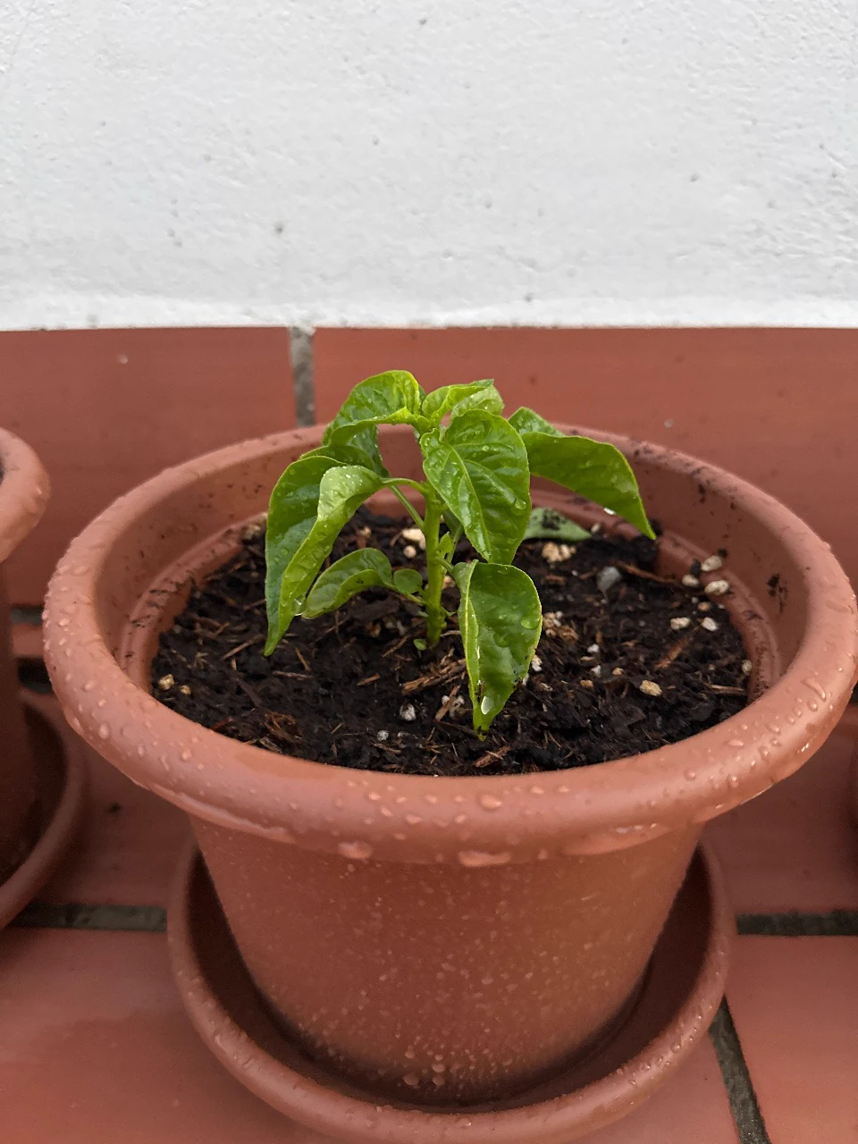 Chilly Habanero