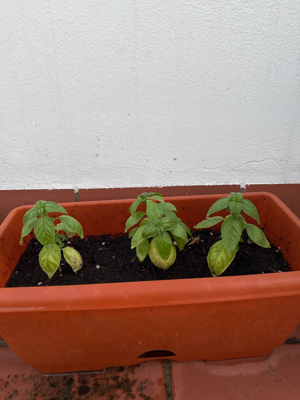 Three Basils