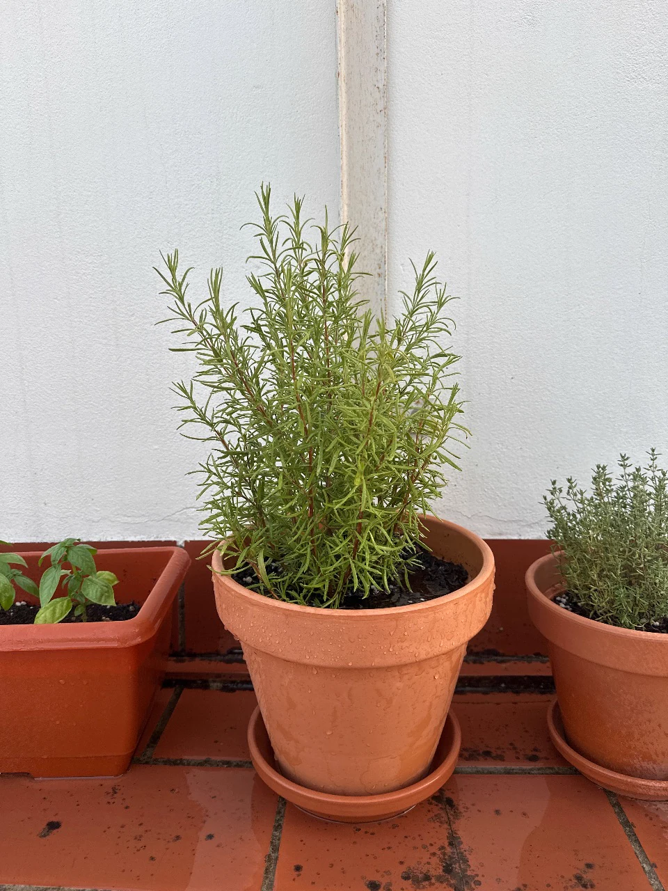 Rosemary
