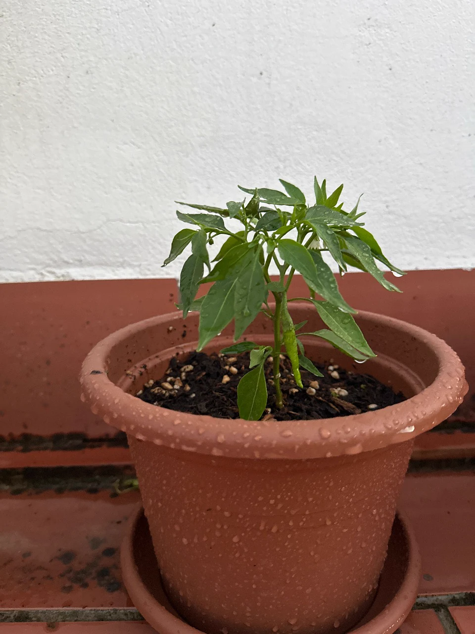 Chilly la Cayenne